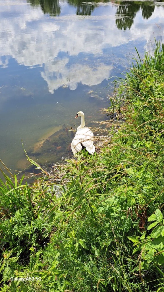 Un cygne en détresse aux étangs Beauséjour à Arques